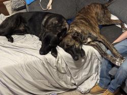 Lost Male Dog last seen St rt 762 & matville rd, Orient, OH 43146