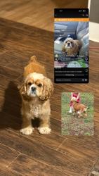 Lost Female Dog last seen Mooreschapel, Charlotte, NC 28214
