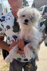 Found/Stray Female Dog last seen Yukon Industrial Center, Hawthorne, CA 90250