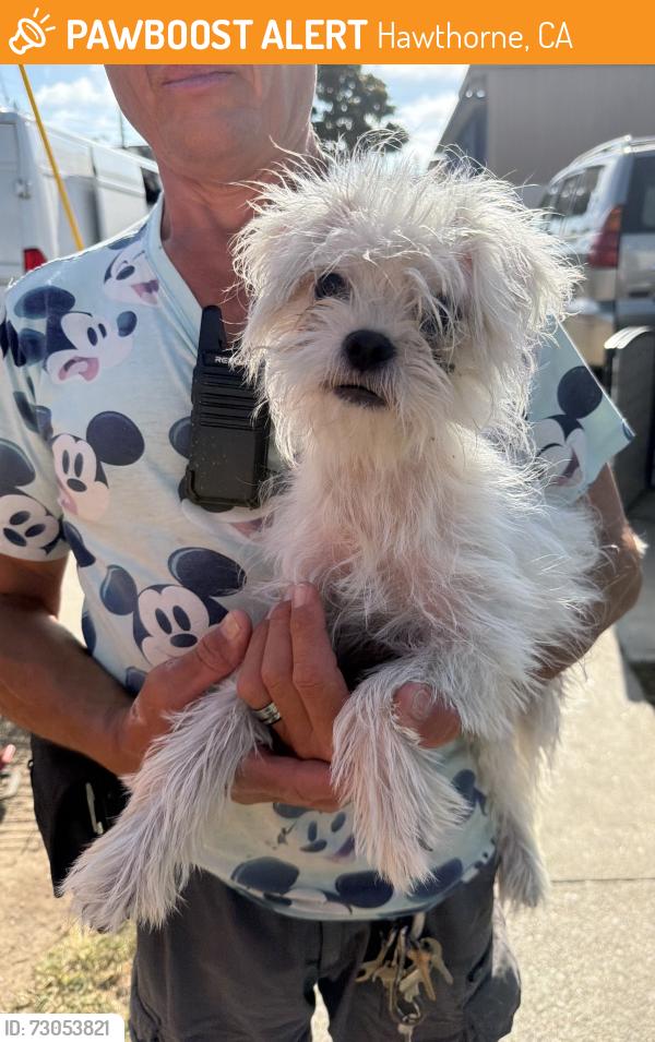 Found/Stray Female Dog last seen Yukon Industrial Center, Hawthorne, CA 90250