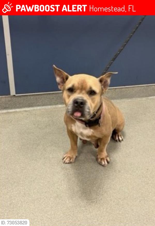 Lost Female Dog last seen 187th ave and 20th street, Homestead, FL 33030