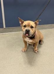 Lost Female Dog last seen 187th ave and 20th street, Homestead, FL 33030