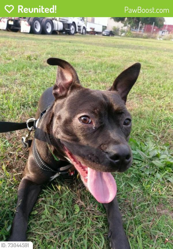 Reunited Female Dog last seen S Church st and w bay ave, Tampa, FL 33616