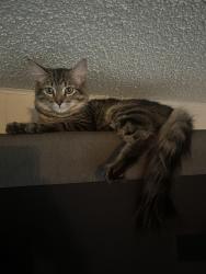Lost Male Cat last seen Gayland/Grand, Escondido, CA 92027
