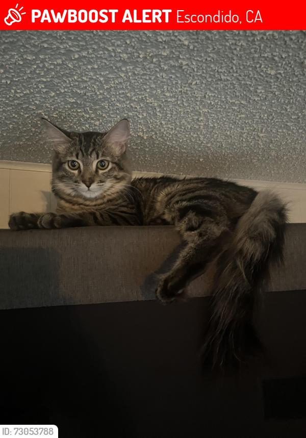 Lost Male Cat last seen Gayland/Grand, Escondido, CA 92027