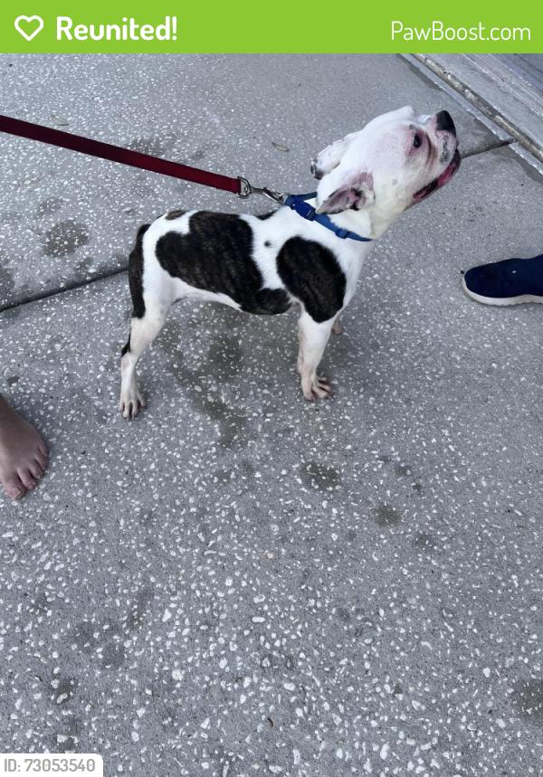 Reunited Male Dog last seen Horizon Drive - Spring Hill Drive, Spring Hill, FL 34608