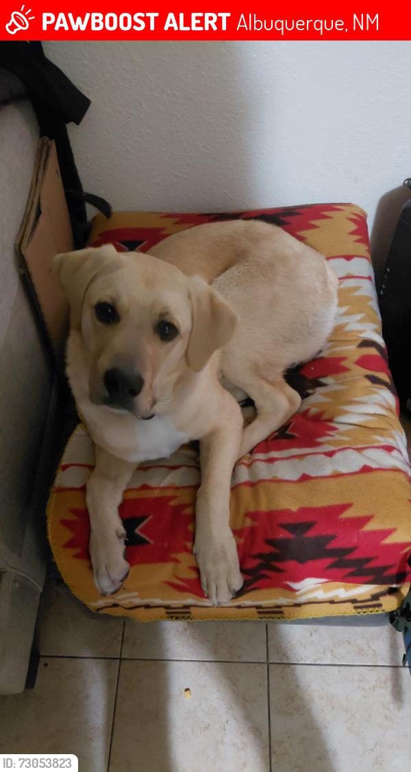 Lost Male Dog last seen Pennsylvania and central Albuquerque NM, Albuquerque, NM 87108