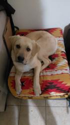 Lost Male Dog last seen Pennsylvania and central Albuquerque NM, Albuquerque, NM 87108