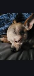 Lost Female Dog last seen Burkewood and gladstone, Winston-Salem, NC 27104