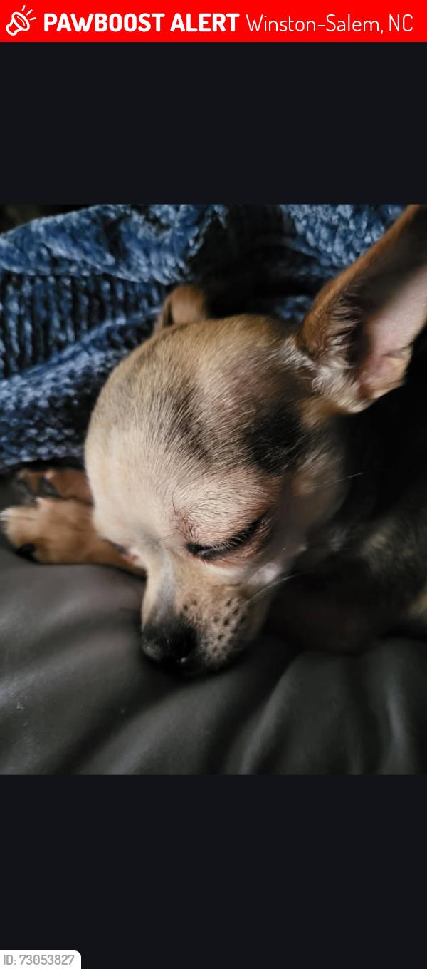 Lost Female Dog last seen Burkewood and gladstone, Winston-Salem, NC 27104