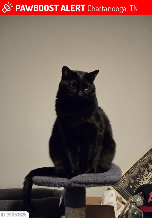Lost Female Cat last seen Ashmore avenue, chattanooga, Chattanooga, TN 37415