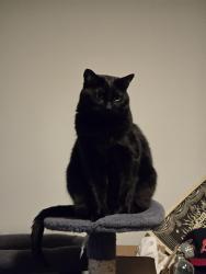 Lost Female Cat last seen Ashmore avenue, chattanooga, Chattanooga, TN 37415