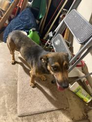 Found/Stray Unknown Dog last seen 74th and Chicago, Lubbock, TX 79424