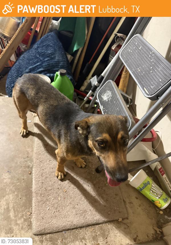 Found/Stray Unknown Dog last seen 74th and Chicago, Lubbock, TX 79424