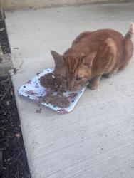 Reunited Unknown Cat last seen Americana , Glen Burnie, MD 21060