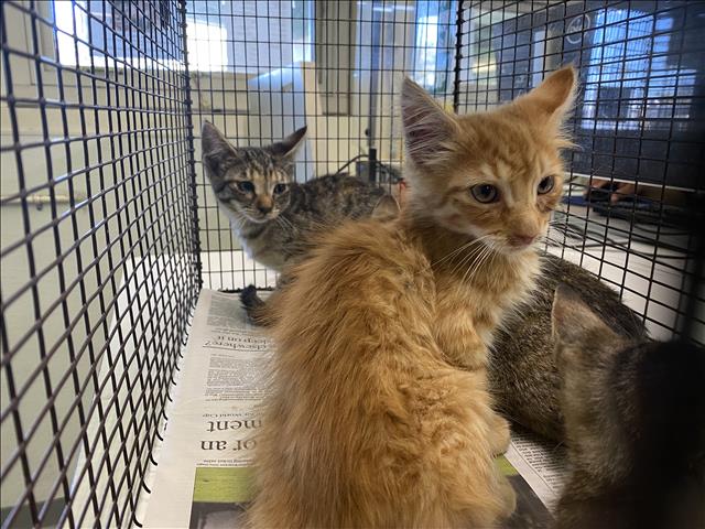 Shelter Stray Unknown Cat last seen , 1850 W 60th St, Los Angeles, CA 90047, USA