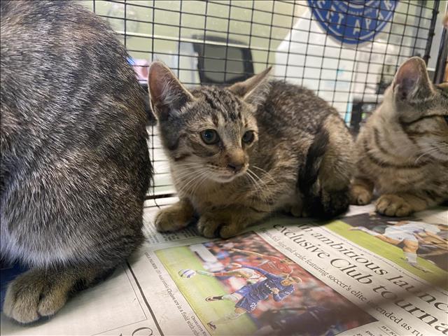 Shelter Stray Unknown Cat last seen , 1850 W 60th St, Los Angeles, CA 90047, USA