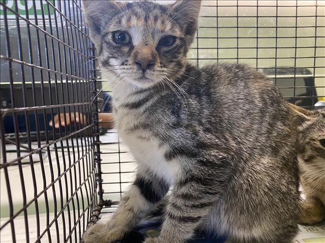 Shelter Stray Unknown Cat last seen , 1850 W 60th St, Los Angeles, CA 90047, USA