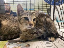 Shelter Stray Unknown Cat last seen , 1850 W 60th St, Los Angeles, CA 90047, USA