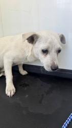 Shelter Stray Male Dog last seen Near BLOCK E 25TH ST, BAKERSFIELD, CA, 201 S Mt Vernon Ave, Bakersfield, CA 93307, USA