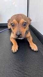 Shelter Stray Male Dog last seen Near BLOCK E 25TH ST, BAKERSFIELD, CA, 201 S Mt Vernon Ave, Bakersfield, CA 93307, USA