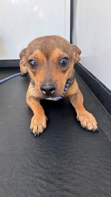 Shelter Stray Male Dog last seen Near BLOCK E 25TH ST, BAKERSFIELD, CA, 201 S Mt Vernon Ave, Bakersfield, CA 93307, USA