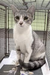 Shelter Stray Female Cat last seen , 3201 Lacy St, Los Angeles, CA 90031, USA