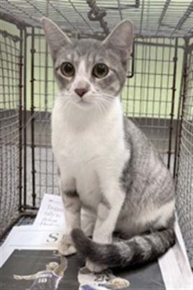Shelter Stray Female Cat last seen , 3201 Lacy St, Los Angeles, CA 90031, USA