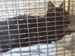 Shelter Stray Male Cat last seen SAYONARA DR/SUNRISE BLVD, 95610, 3839 Bradshaw Rd, Sacramento, CA 95827, USA
