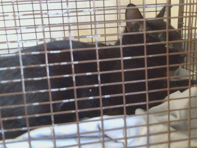Shelter Stray Male Cat last seen SAYONARA DR/SUNRISE BLVD, 95610, 3839 Bradshaw Rd, Sacramento, CA 95827, USA