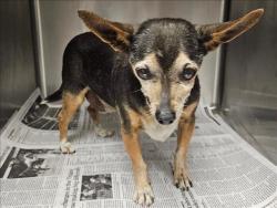 Shelter Stray Male Dog last seen , 14409 Vanowen St, Van Nuys, CA 91405, USA