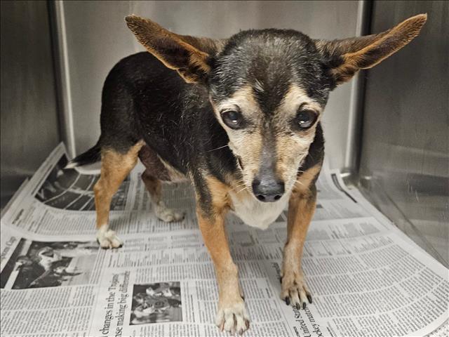 Shelter Stray Male Dog last seen , 14409 Vanowen St, Van Nuys, CA 91405, USA