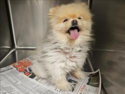 Shelter Stray Male Dog last seen , 14409 Vanowen St, Van Nuys, CA 91405, USA