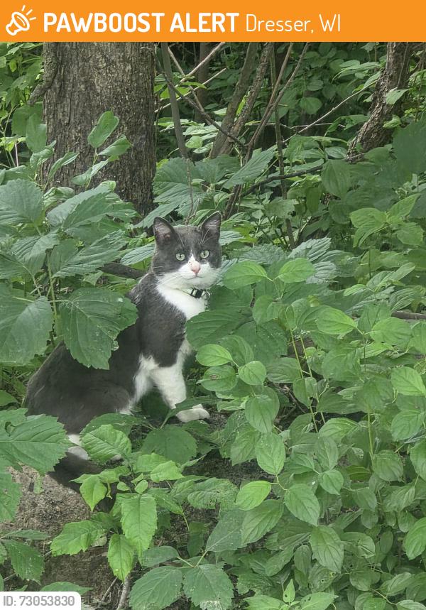 Found/Stray Unknown Cat last seen Near 195th Street Dresser, Wi, Dresser, WI 54009