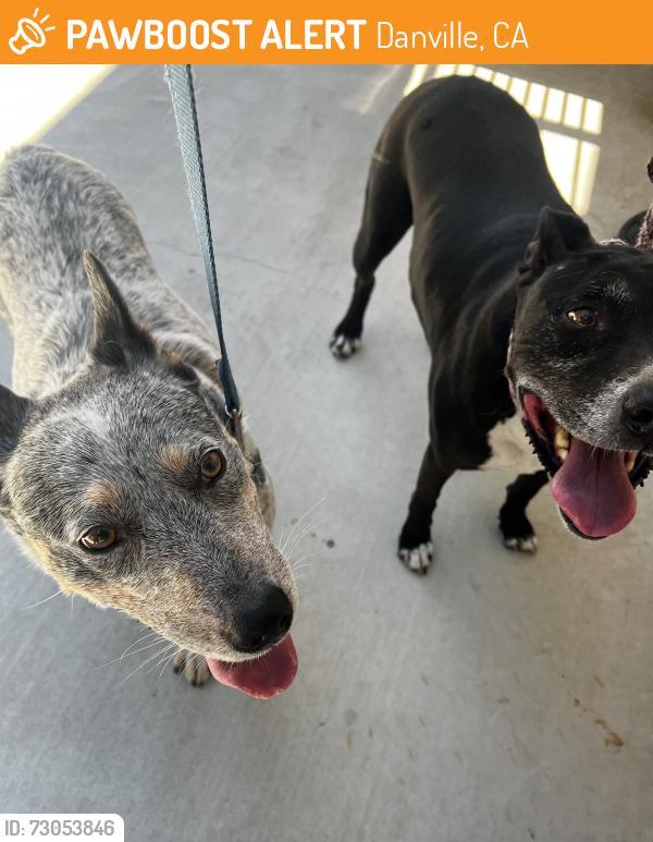 Found/Stray Male Dog last seen Alamotos, Danville, CA 94526