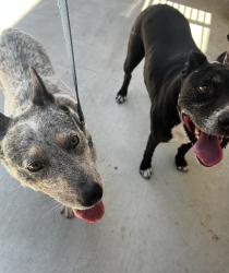 Found/Stray Male Dog last seen Alamotos, Danville, CA 94526
