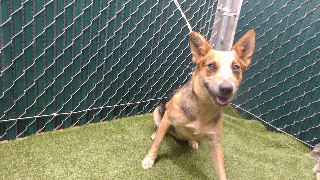 Shelter Stray Female Dog last seen , 11258 Garfield Ave, Downey, CA 90242, USA