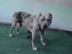 Shelter Stray Female Dog last seen , 4275 Elton St, Baldwin Park, CA 91706, USA