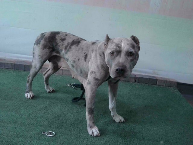 Shelter Stray Female Dog last seen , 4275 Elton St, Baldwin Park, CA 91706, USA