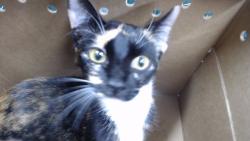 Shelter Stray Female Cat last seen , 11258 Garfield Ave, Downey, CA 90242, USA
