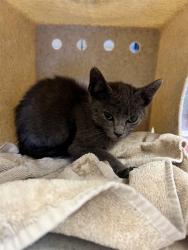 Shelter Stray Male Cat last seen , 11258 Garfield Ave, Downey, CA 90242, USA