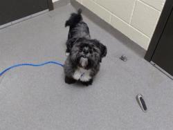 Shelter Stray Male Dog last seen Near BLOCK N EAGLE ST, DENVER CO 80239, 1241 W Bayaud Ave, Denver, CO 80223, USA