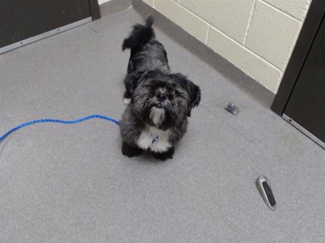 Shelter Stray Male Dog last seen Near BLOCK N EAGLE ST, DENVER CO 80239, 1241 W Bayaud Ave, Denver, CO 80223, USA