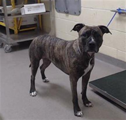 Shelter Stray Female Dog last seen Near BLOCK W VIRGINIA AVE, DENVER CO 80219, 1241 W Bayaud Ave, Denver, CO 80223, USA