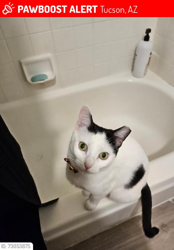 Lost Female Cat last seen S Camino Seco & E Escalante Rd, Tucson, AZ 85730