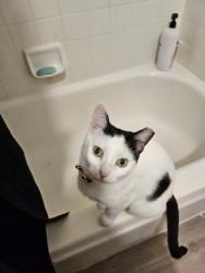 Lost Female Cat last seen S Camino Seco & E Escalante Rd, Tucson, AZ 85730