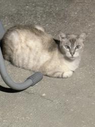 Found/Stray Unknown Cat last seen Carman circle, Devault street, Umatilla, FL 32784