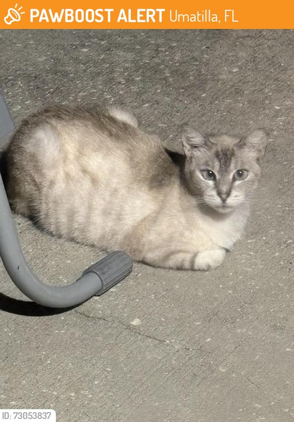 Found/Stray Unknown Cat last seen Carman circle, Devault street, Umatilla, FL 32784