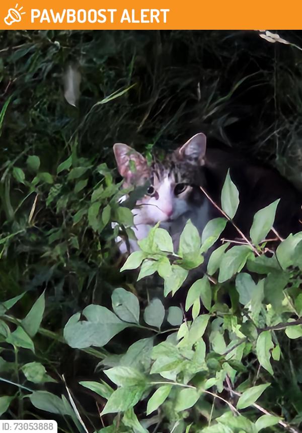 Found/Stray Unknown Cat last seen Old 3c and Covington Meadows Rd North entrance , Delaware County, OH 43021