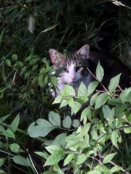 Found/Stray Unknown Cat last seen Old 3c and Covington Meadows Rd North entrance , Delaware County, OH 43021
